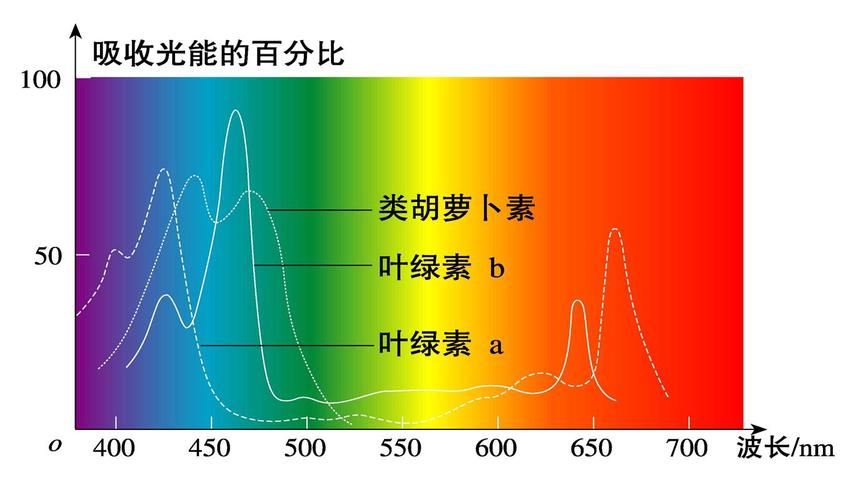 哪种叶绿素主要吸收紫色光