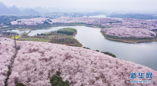 3月12日拍摄的贵安新区樱花观光园风景(无人机照片).
