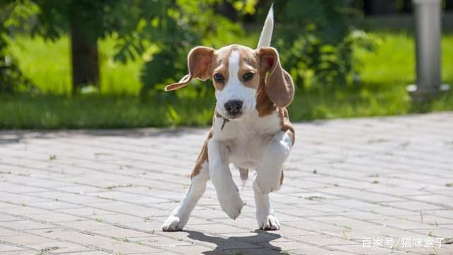 比格犬为什么被国际公认为最好的实验犬?