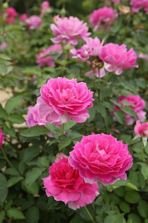 一种月季花叫天方夜谭,开花量大又皮实,院里养是花海