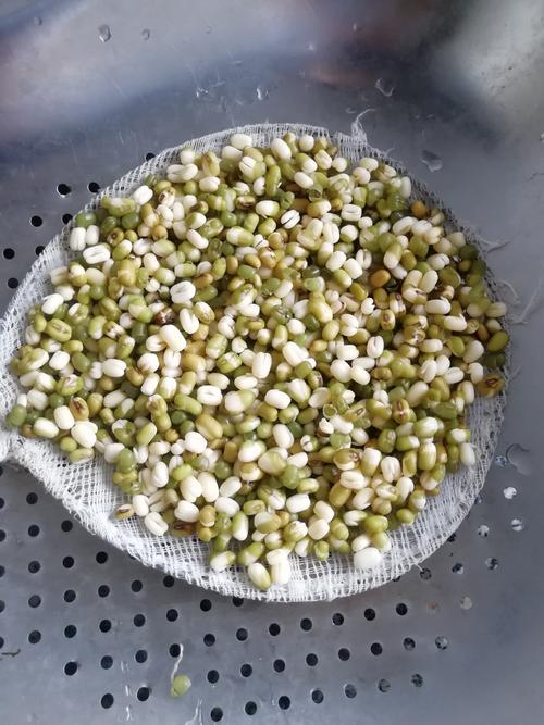 豆芽成长记录图片