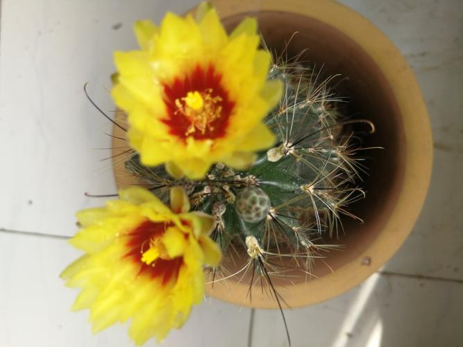 仙人球一一龙王球开花