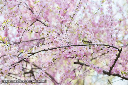 [正版商业] 桃花盛开