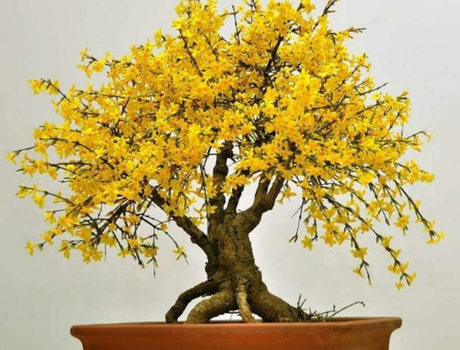 养迎春花盆景,10月补上"1种肥",花芽长得多