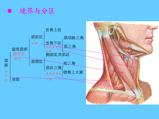 颈部淋巴结分区