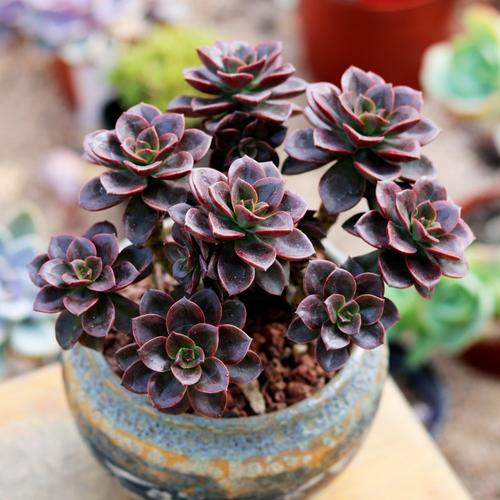 发师多肉植物黑法师老桩 超大 多头大老桩 多肉 超大