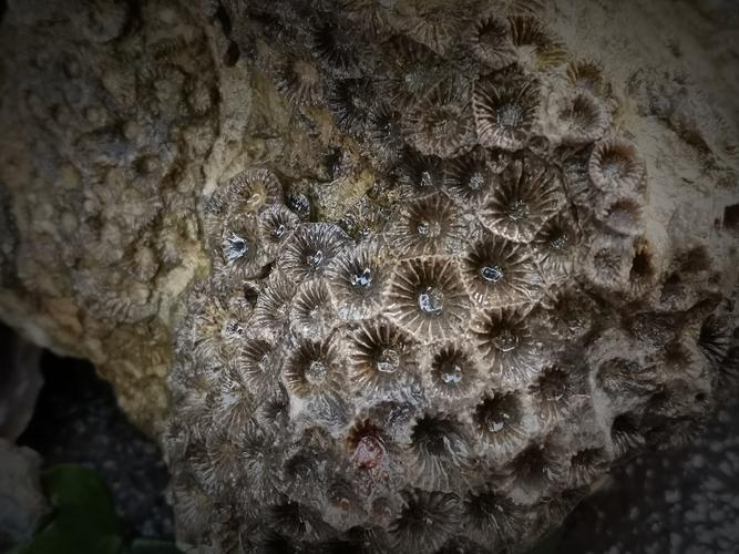 鲟鮖科普录:8.珊瑚化石(1)---破译时间密码的古生物钟