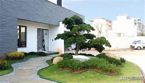 提升庭院灵气的四大类树种