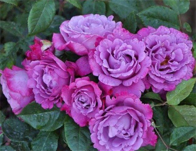 紫色月季花有哪些品种?有30款大合集,总有1朵紫月季会