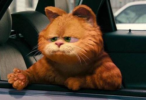 加菲猫掉毛厉害吗?怎么办?