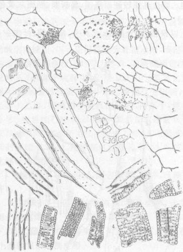 图63-3 川牛膝粉末图