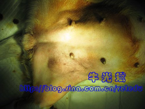 母犬腹股沟疝修补术