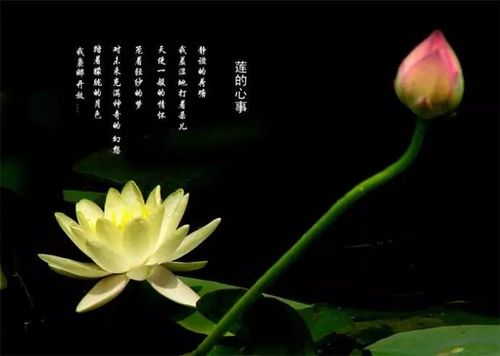 【悦读】席慕容:莲的心事(同名外二)