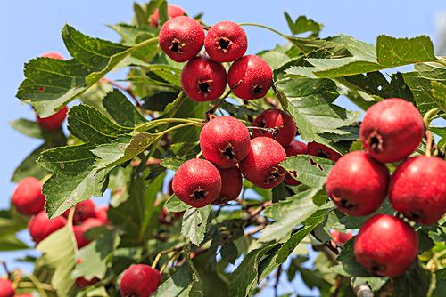树上成熟的山楂果