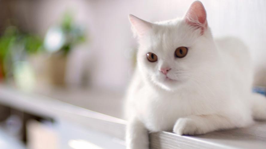 可爱美女,猫咪,动物,可爱,猫咪,动物,电脑壁纸,壁纸高清萌宠小猫咪