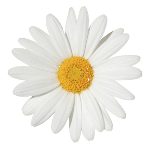 贴图卡通花小雏菊gif动图_动态图_表情包下载_soogif