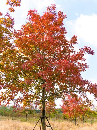 北方急需这些"优质树种",你的苗圃里有货吗?