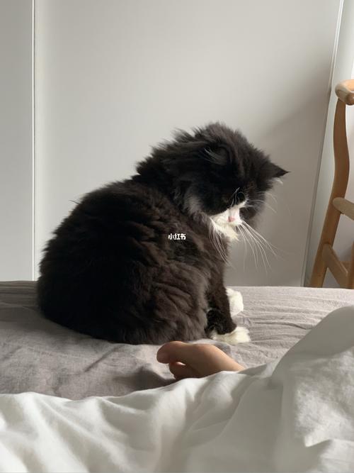 黑白长毛高地奶牛猫_吸猫_宠物_猫