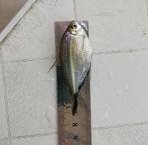 这是黑尾大勾吗?盗用吧友的图,这玩意儿能这么大吗?