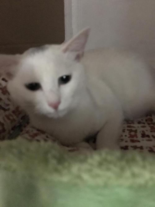 我家猫羊水破了要生了怎么办!