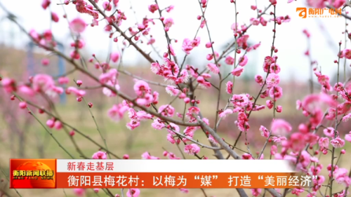 新春走基层 衡阳县梅花村:以梅为"媒" 打造"美丽经济"