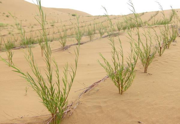 沙柳为沙漠植物,也是极少数可以生长在盐碱地的一种植物.