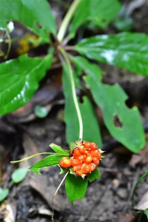 疏花蛇菰(balanophoralaxiflora)