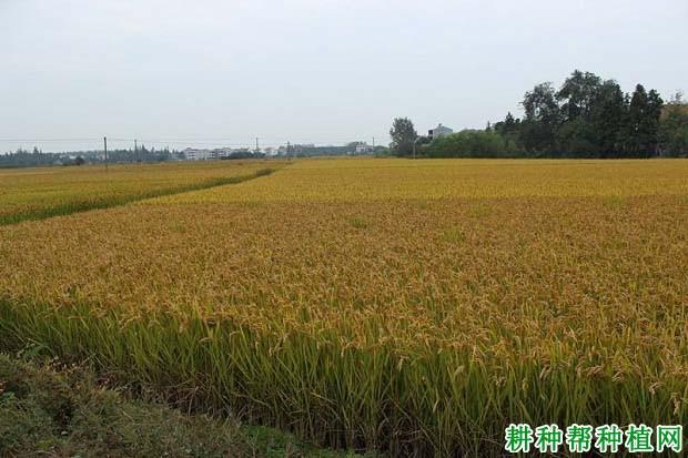 连嘉粳1号水稻品种好不好?