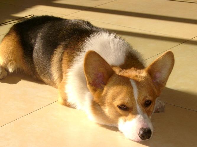 单凭描述&nbsp;&nbsp;有点像威尔士柯基犬