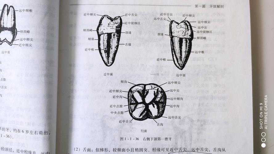 《口腔解剖学》第一篇牙体解剖