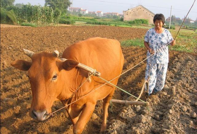 黄牛耕地更灵活