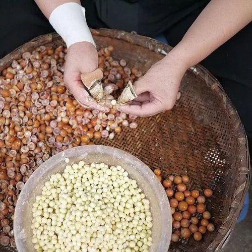 "老板,这个圆圆的白色小东西是什么?