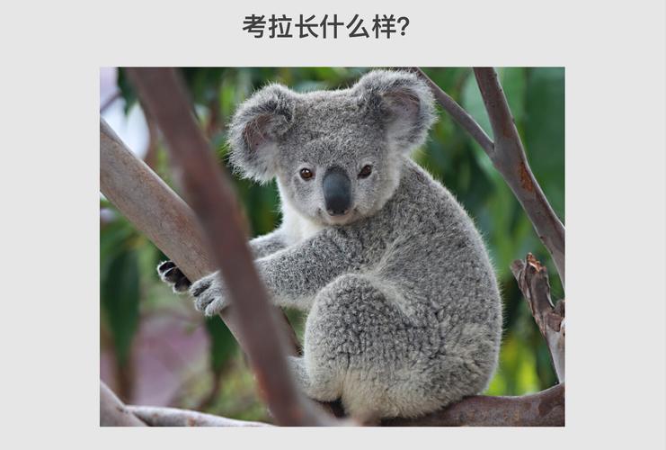 《走进大洋洲——睡神考拉》 写美篇 那你们知道澳大利亚的国宝动物是