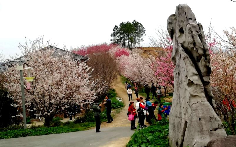 杭州樱花园——浪漫樱花谷