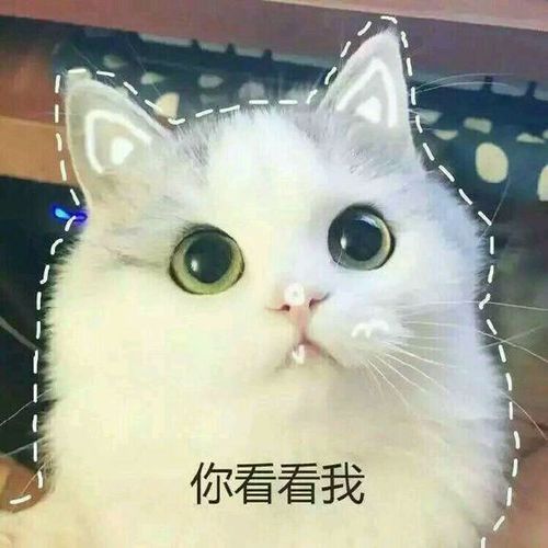 可爱搞笑萌萌哒小猫咪表情包qq头像