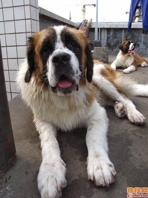 圣伯纳犬照片/圣伯纳照片 img_1745.jpg 旺 上传于2009-04-15 13:37