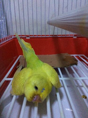 这鸟,虎皮鹦鹉鸟这是怎么了?生病了?