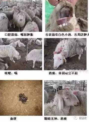 原发性口炎多由外伤引起;继发性口炎则多发生于羊患口疮,口蹄疫,羊痘