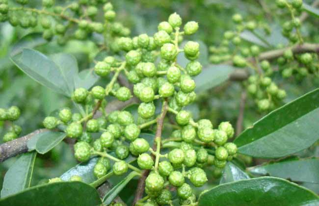 1,麻椒:麻椒产于贵州,四川和西藏等地,麻味特殊,不香,四川人叫"臭花椒