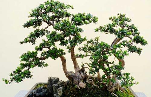 罗汉松造型技术 罗汉松修剪方法