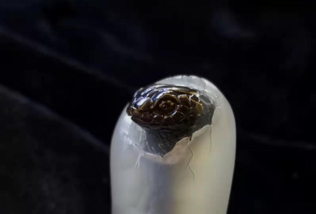 中国玉雕"天工奖最佳创意奖"作品阿拉善玛瑙玉雕《出人头地》.