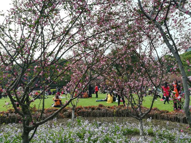 手机随拍(八):春初荆川公园海棠文化节