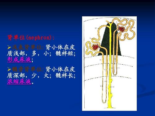 ppt  肾单位(nephron):  浅表肾单位:肾小体在皮 质浅部,多,小;髓袢短