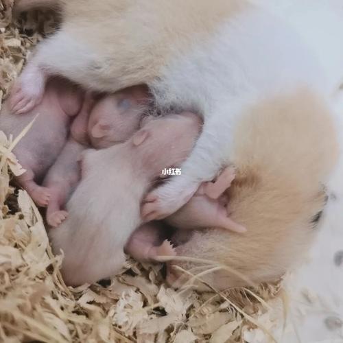 长毛毛啦!#金丝熊