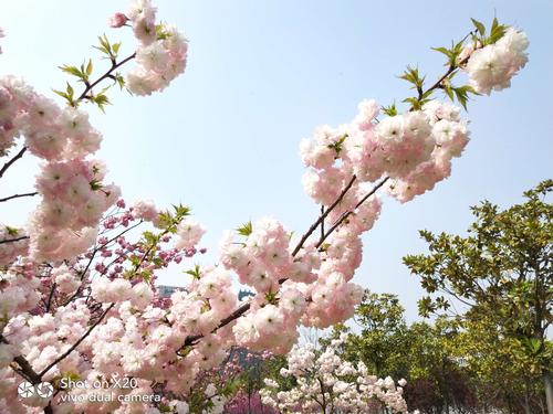 矿大里的樱花