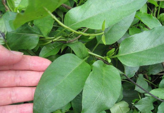 原创中药鸡屎藤有哪些功效为何它在民间这么火不是没道理的