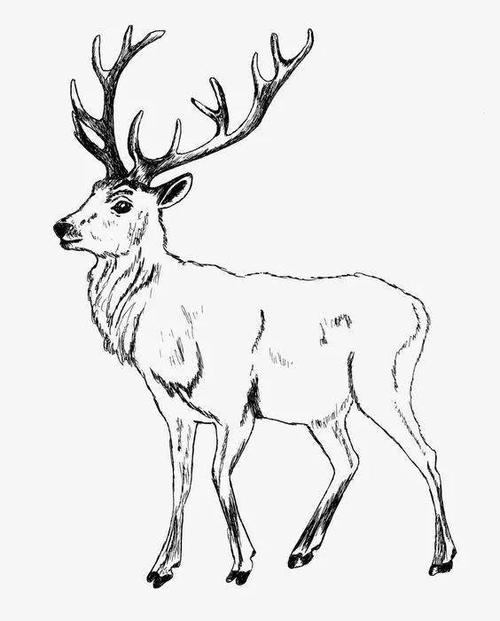 【简笔画】动物简笔画,鹿的线稿素材
