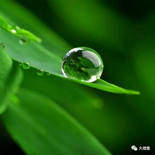 绿叶 绿珠 真美