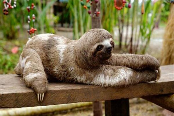 全球十大最萌动物 神兽羊驼第三,第一被用来做表情包