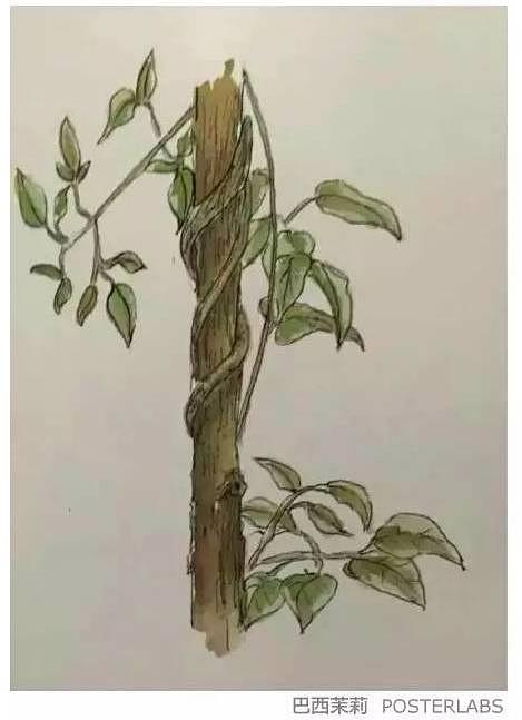 【每周一画】手绘檀岛草木   巴西茉莉